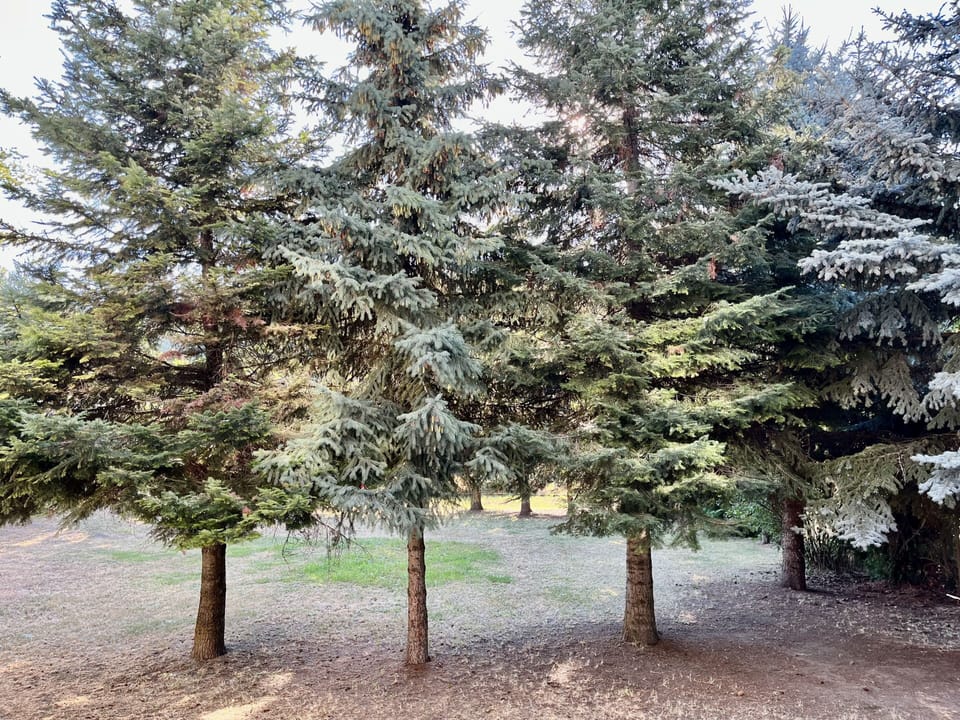 Large Evergreens line the backyard