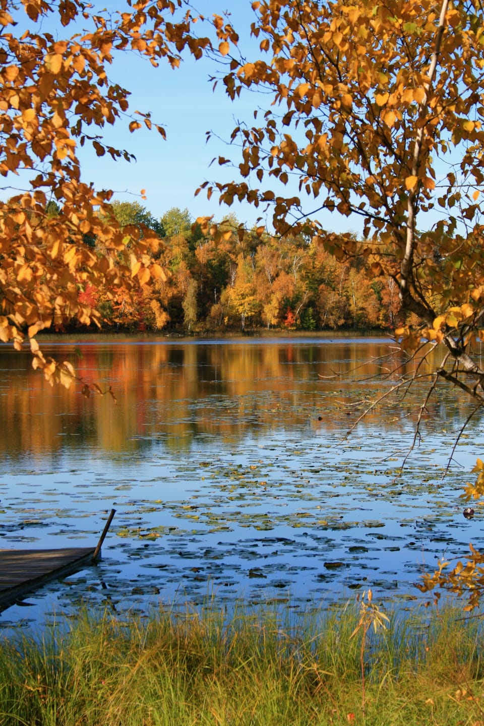 Fall at Pine Cone