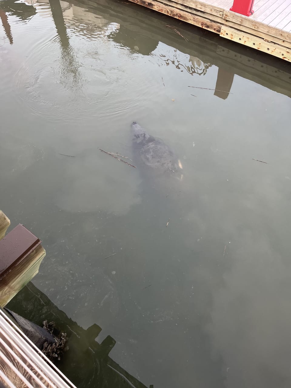Manatees visiting Shelter Cove