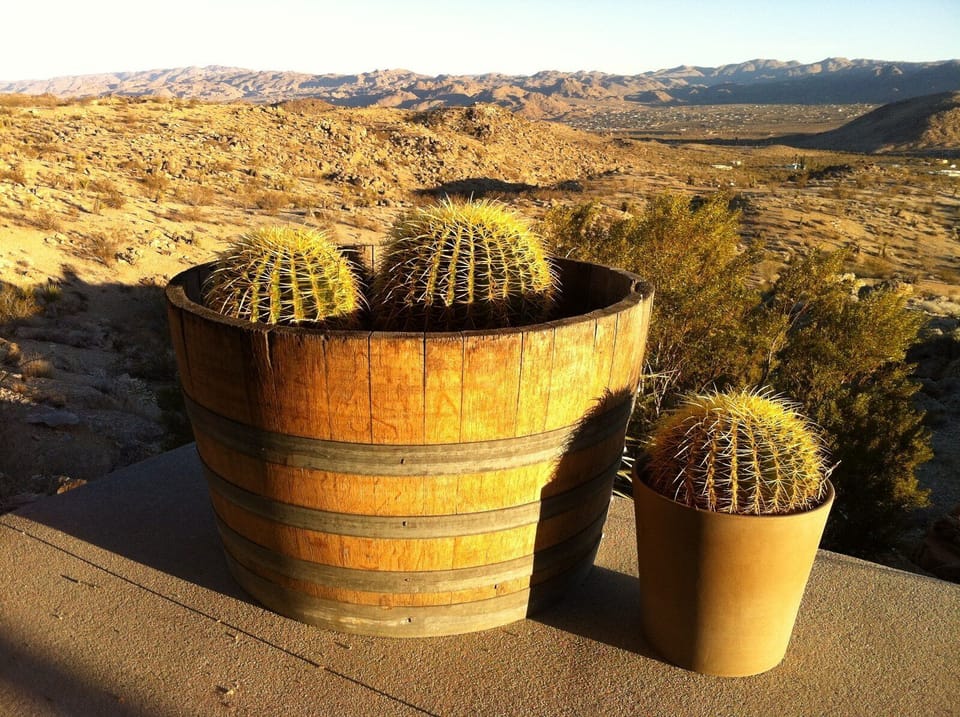 Barrel cactii in a barrel