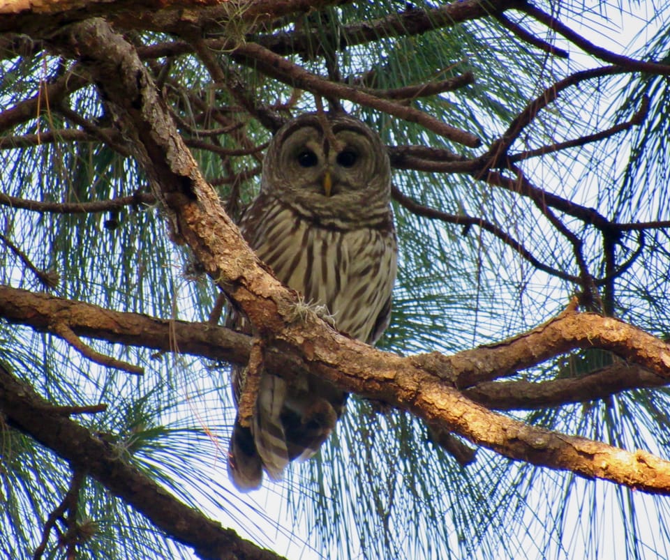 Keep and eye and ear out for barred owls. They are a sight to behold.