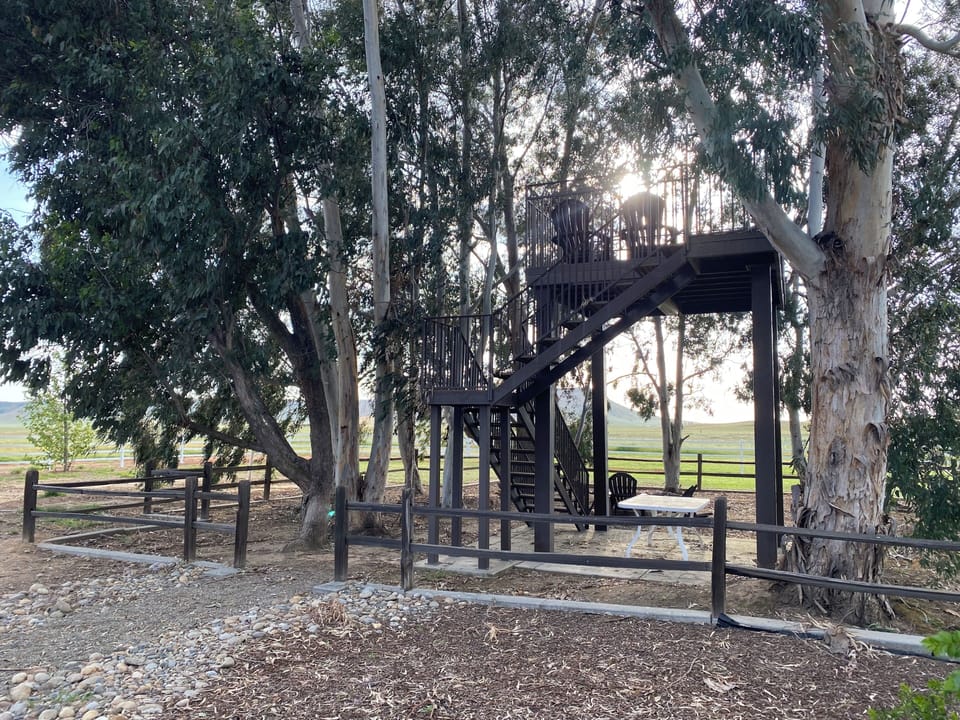 Enjoy a book or some morning yoga, high in the trees on our unique eucalyptus
