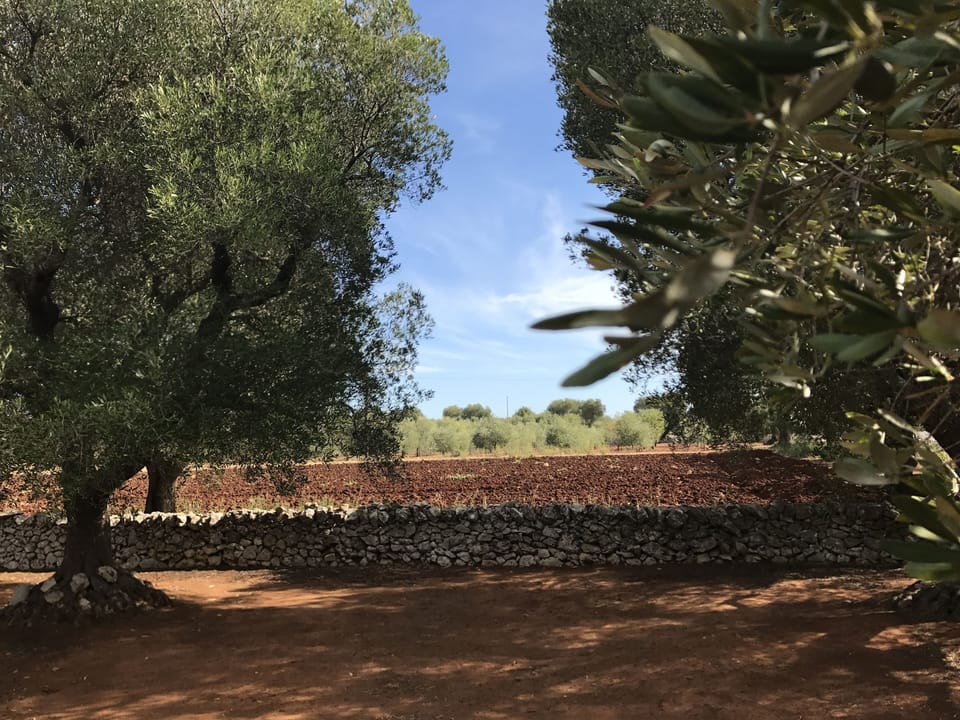 Olive grove