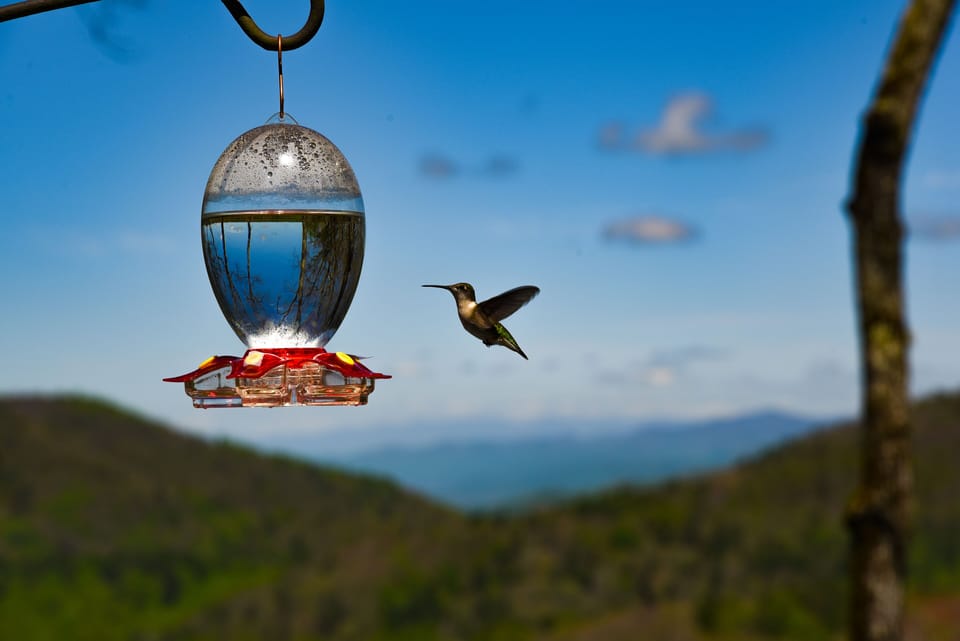Hummingbird Still