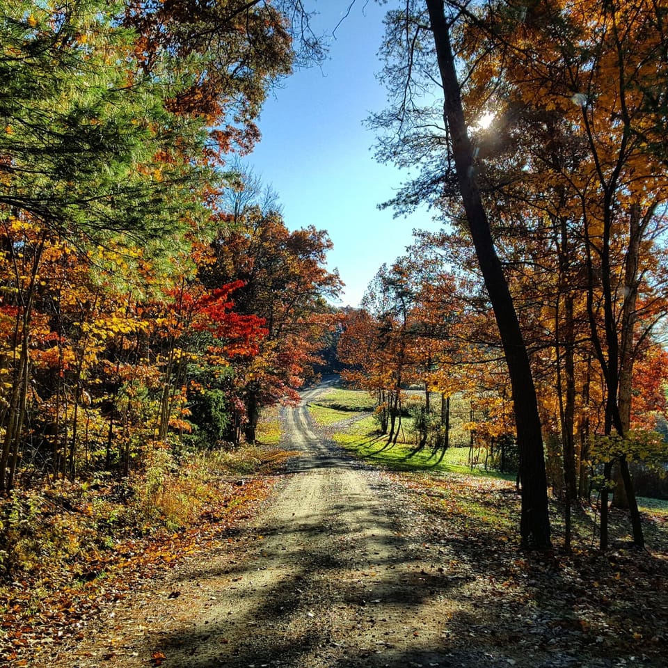 Fall view of road to yurts. 