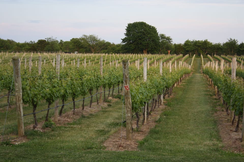 Visit Vineyard of the North and South Forks