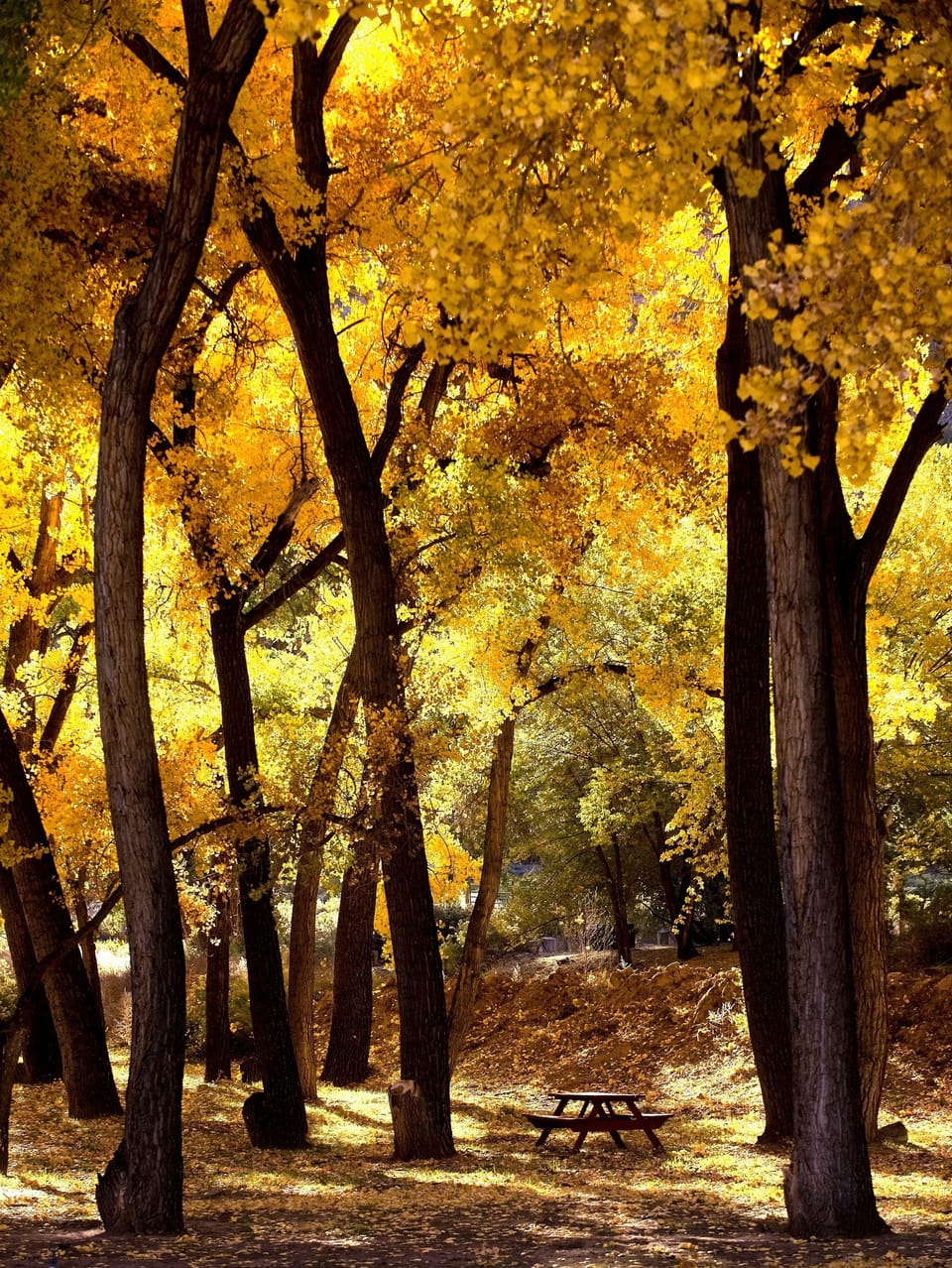 Cottonwood grove on the grounds.