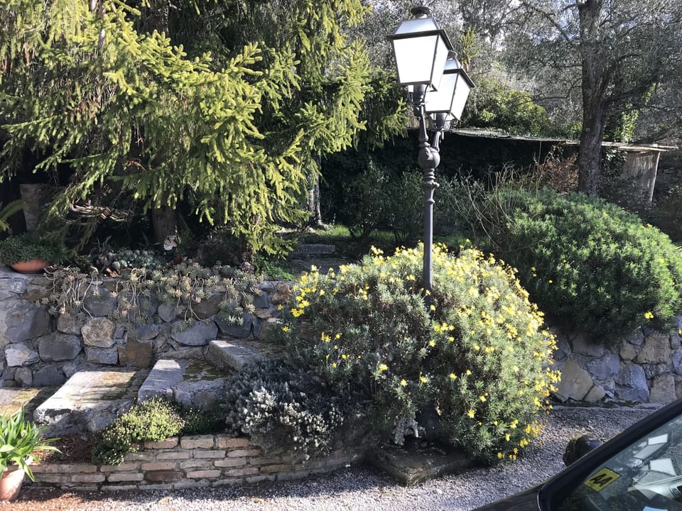 Front garden 