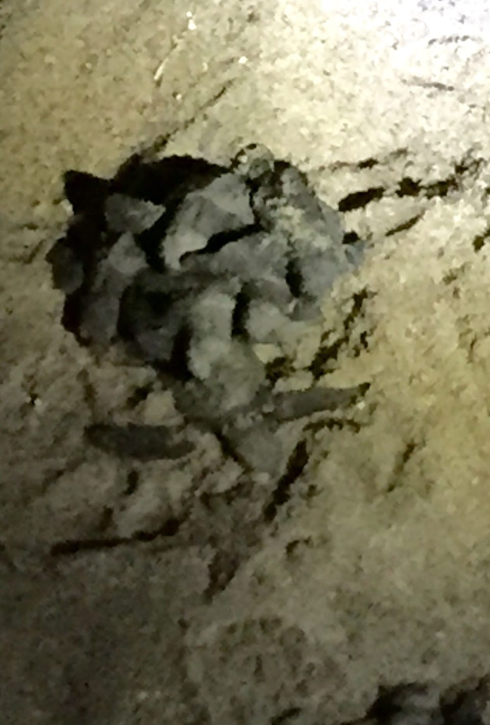 Baby turtles 