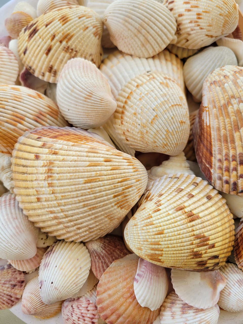 shells from Barefoot Beach