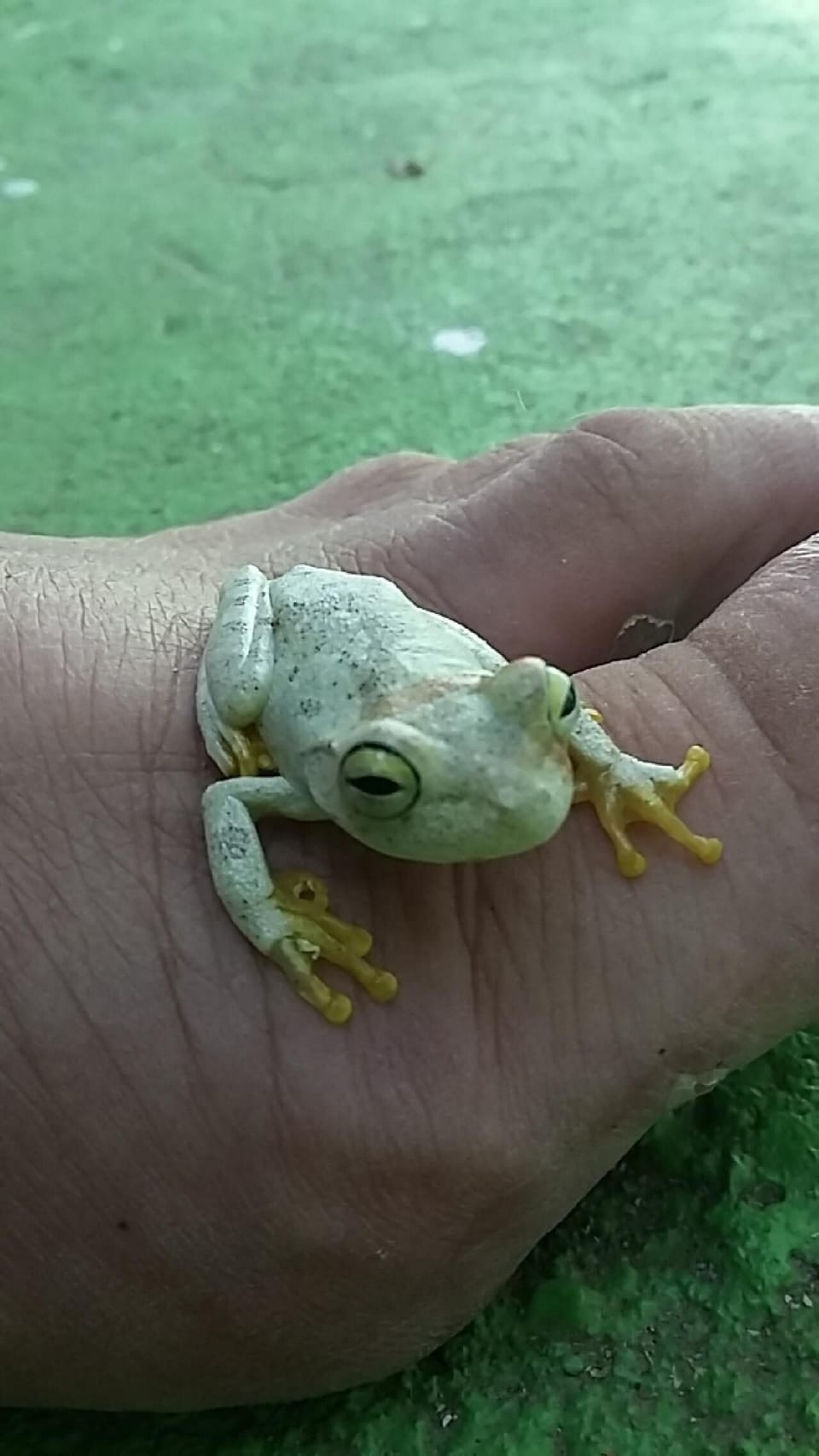 A small tree frog that just hopped by to say hello