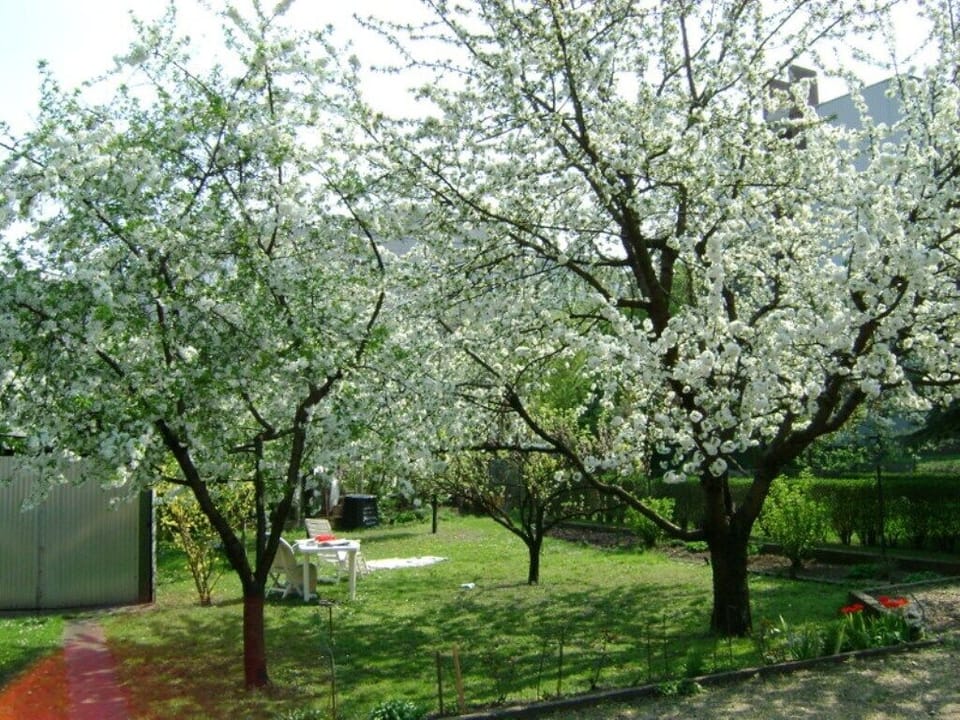 Garden - view from the terrace