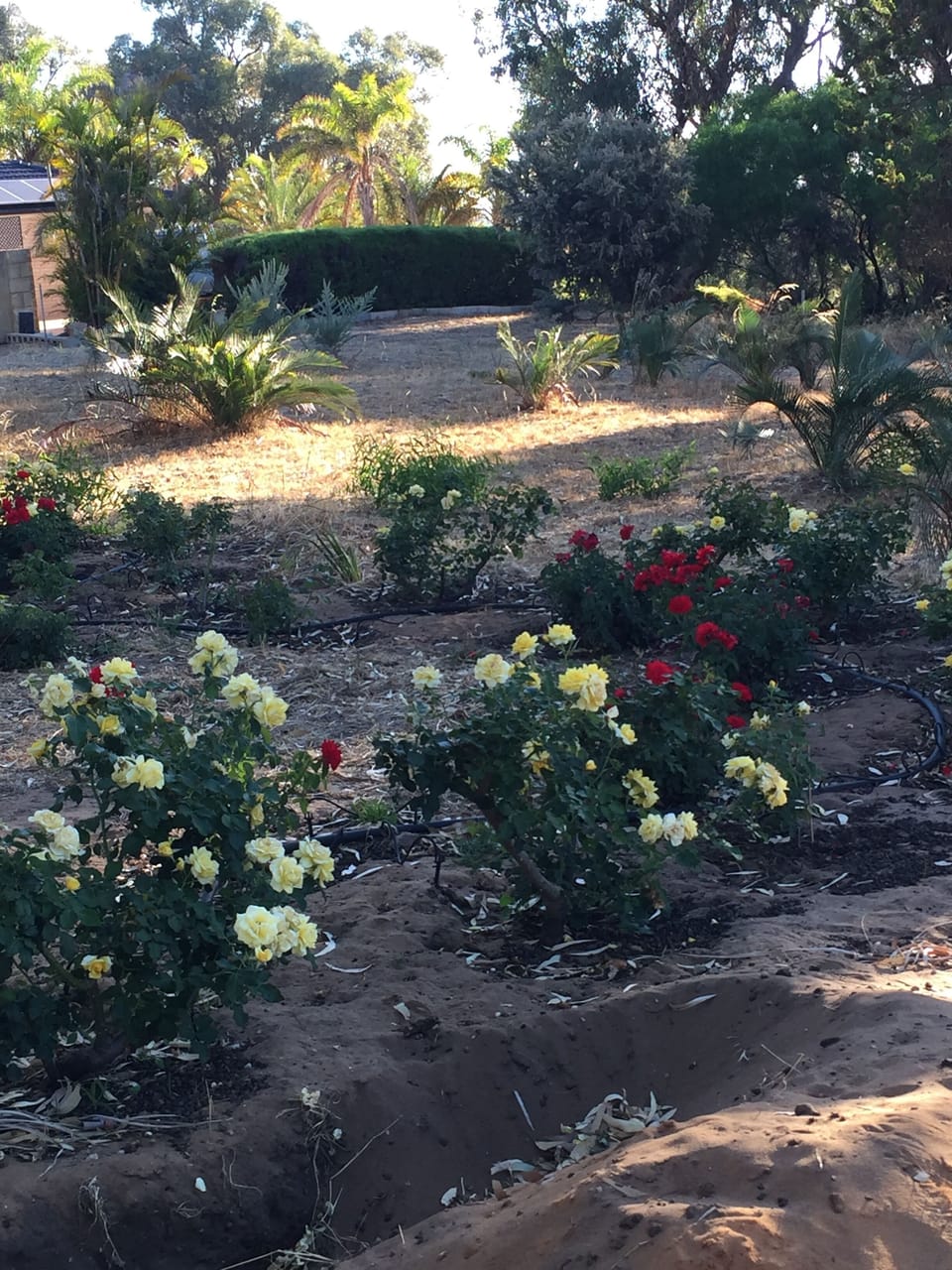 A little flower farm Baldivis Accommodation love heart rose labyrinth