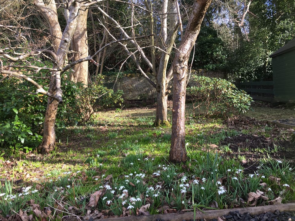 Bottom of the garden early Spring