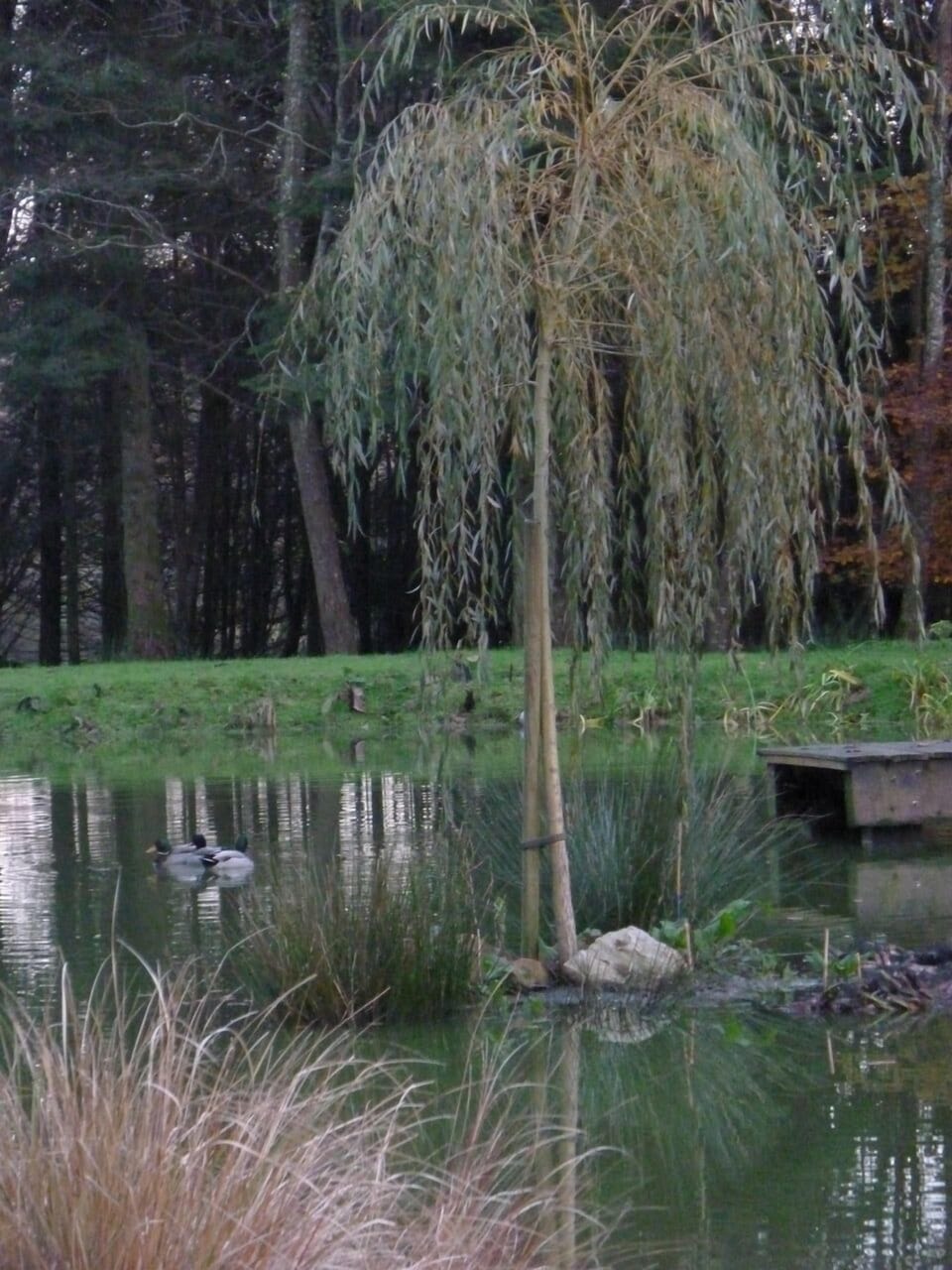 The pond and its inundated island