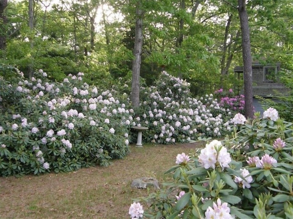The view of garden from patio in early June.