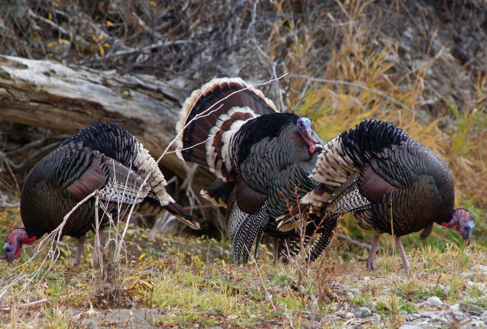 Wild turkeys on the property by the river