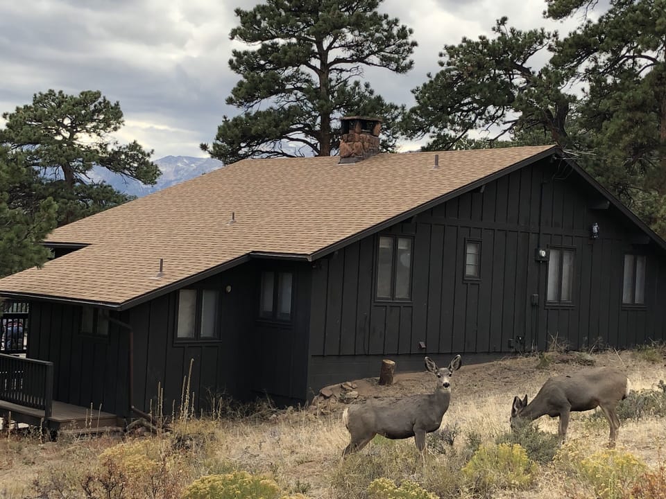 Mule deer in the front yard visit us often.....