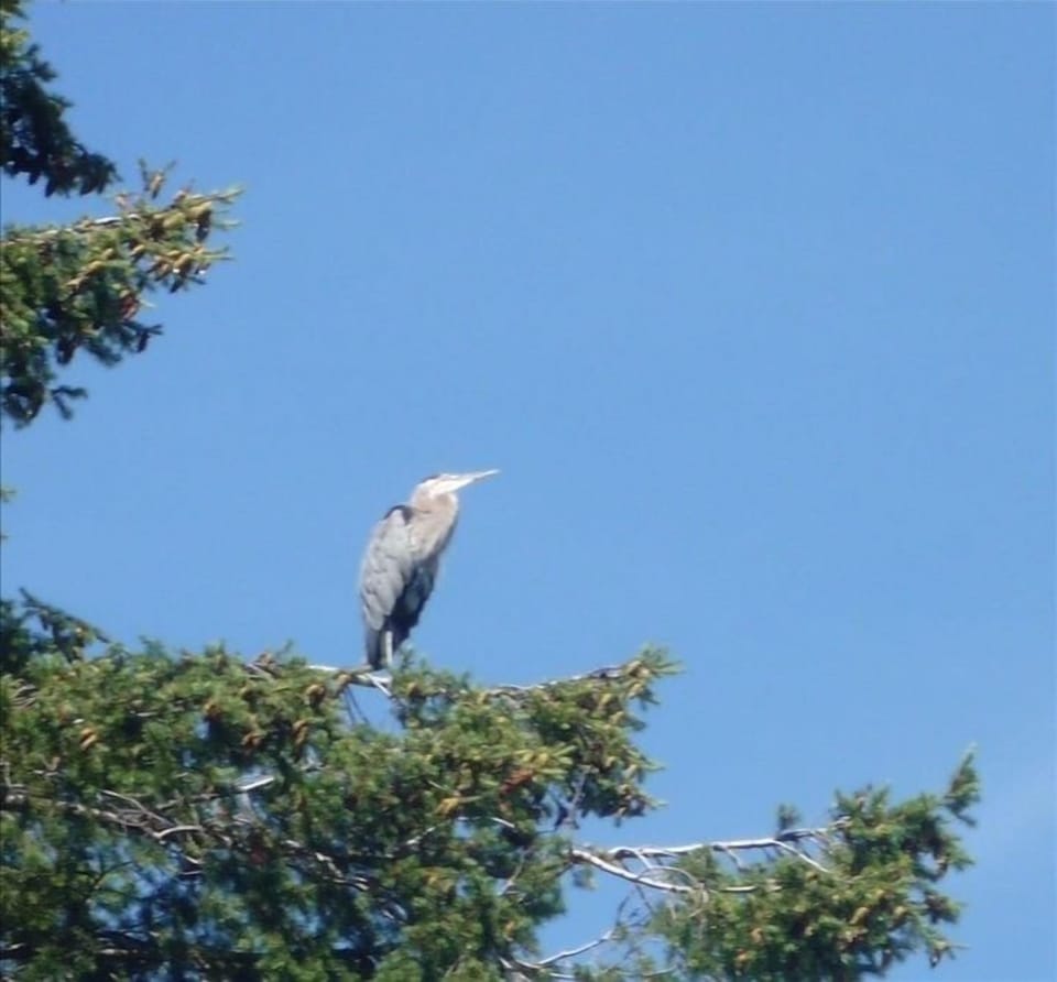 Heron from deck