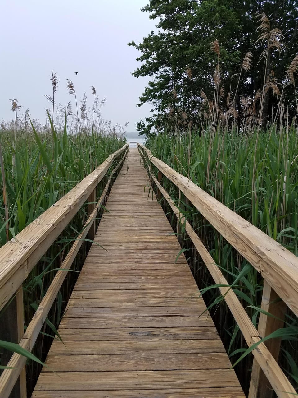 Private walkway down to the water