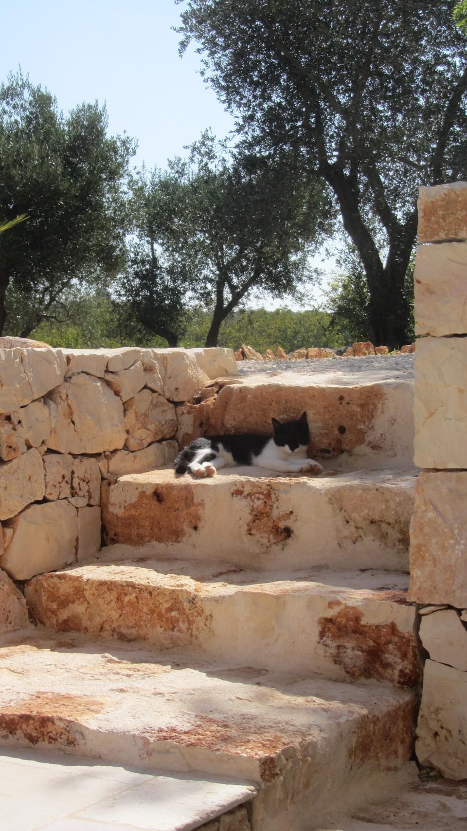 A quiet moment in the shade