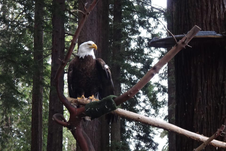 Sequoia Park Zoo features native friends