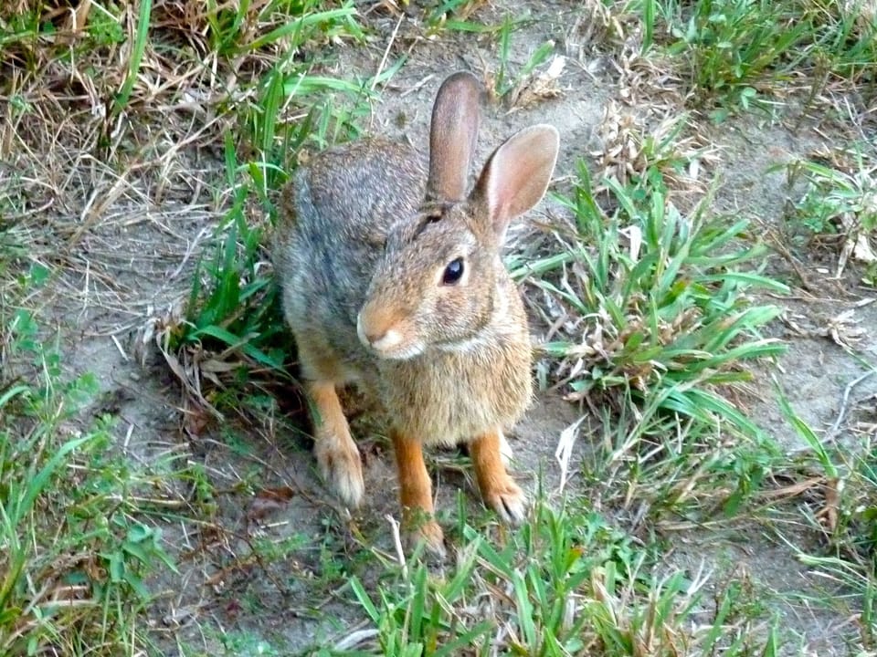 Backyard: Peter Cottontail