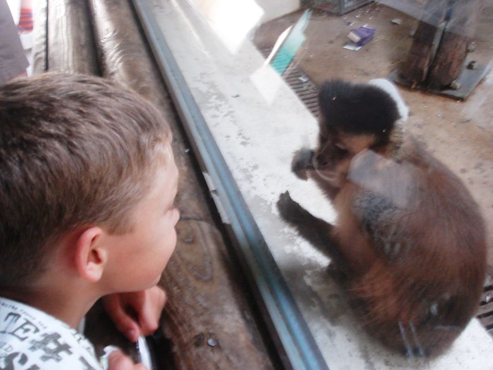 Getting up close at Monkey World