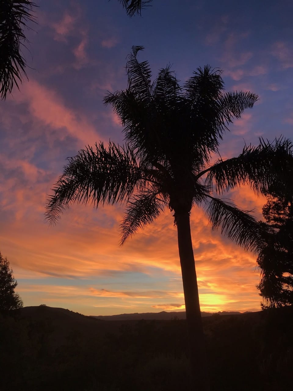 Palm tree sunset