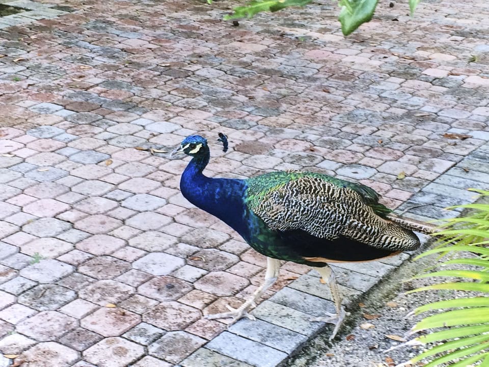 Wild Peacock... frequent visitor. 
