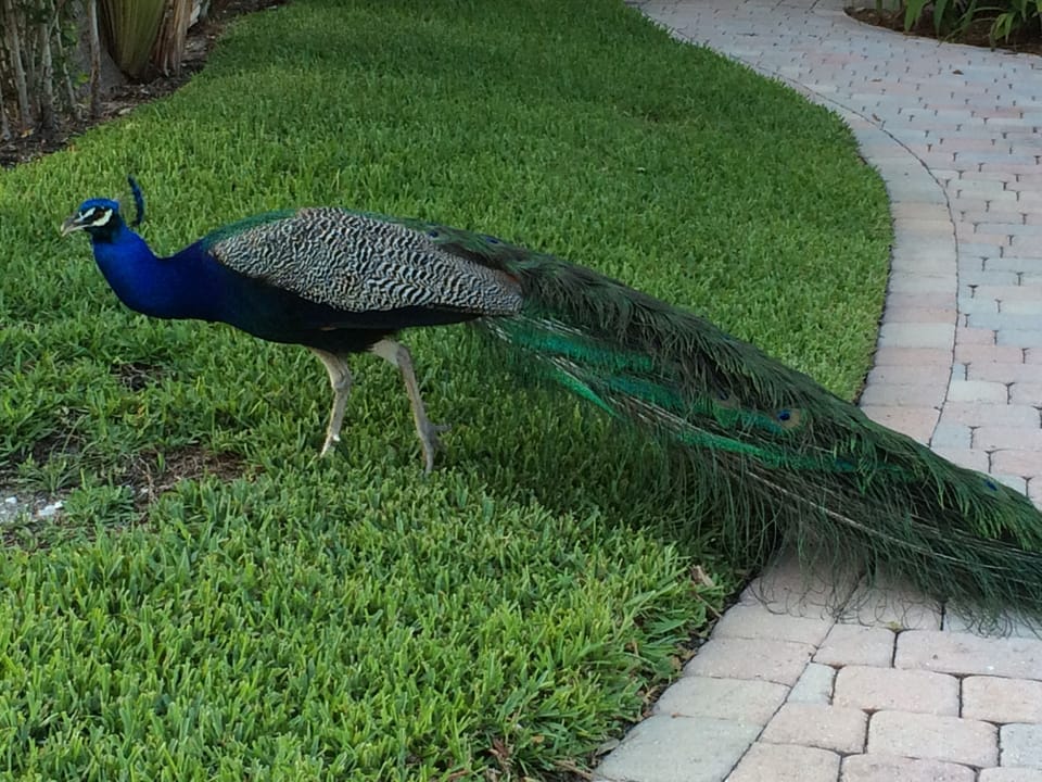 Exotic neighbors - wild peacocks often visit. HomeAway 3015608 Ft. Lauderdale FL
