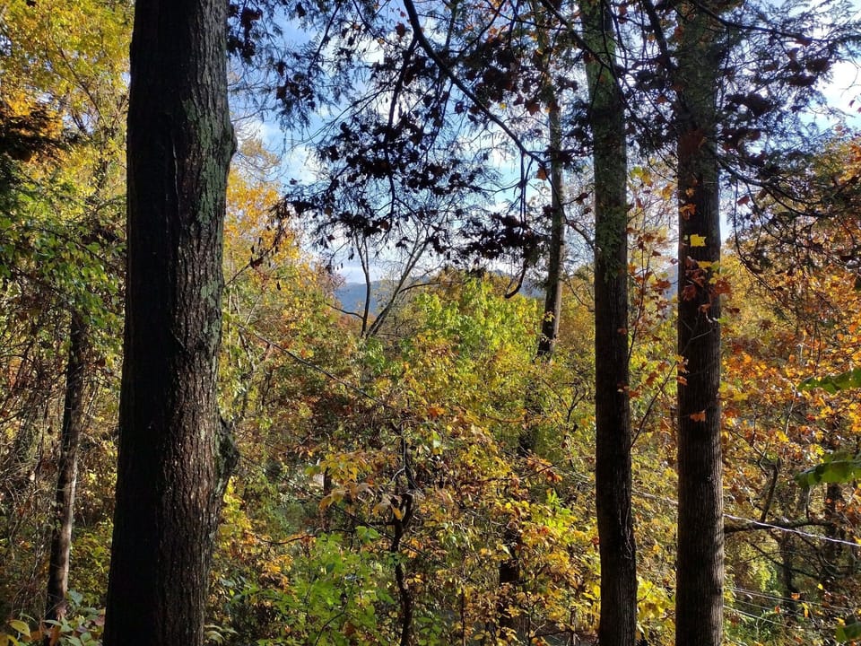 View from the Upper Berne, a unique private treetop view 