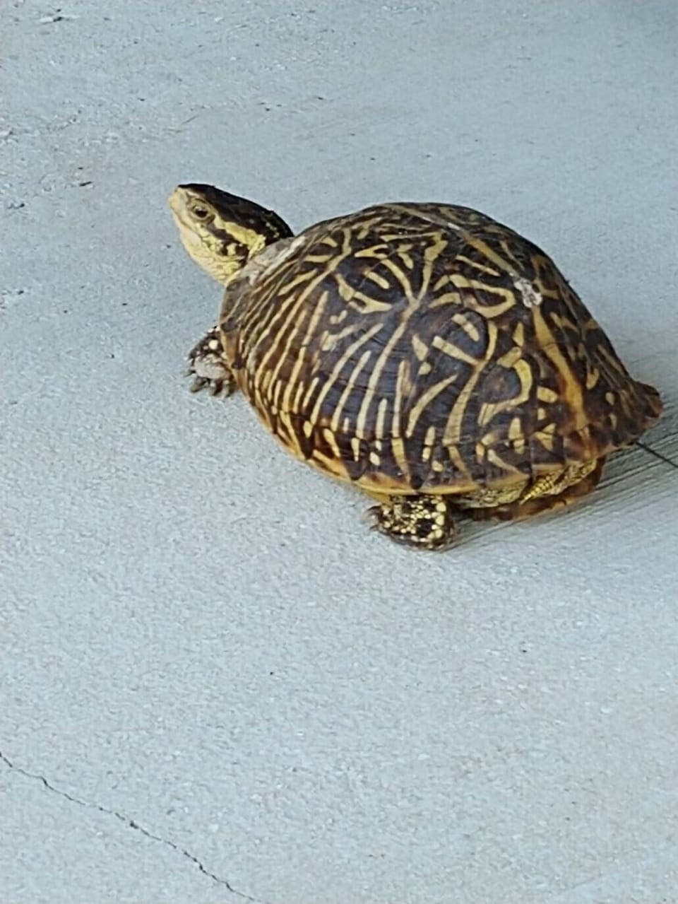 Turtle sighting from Janis and Danny