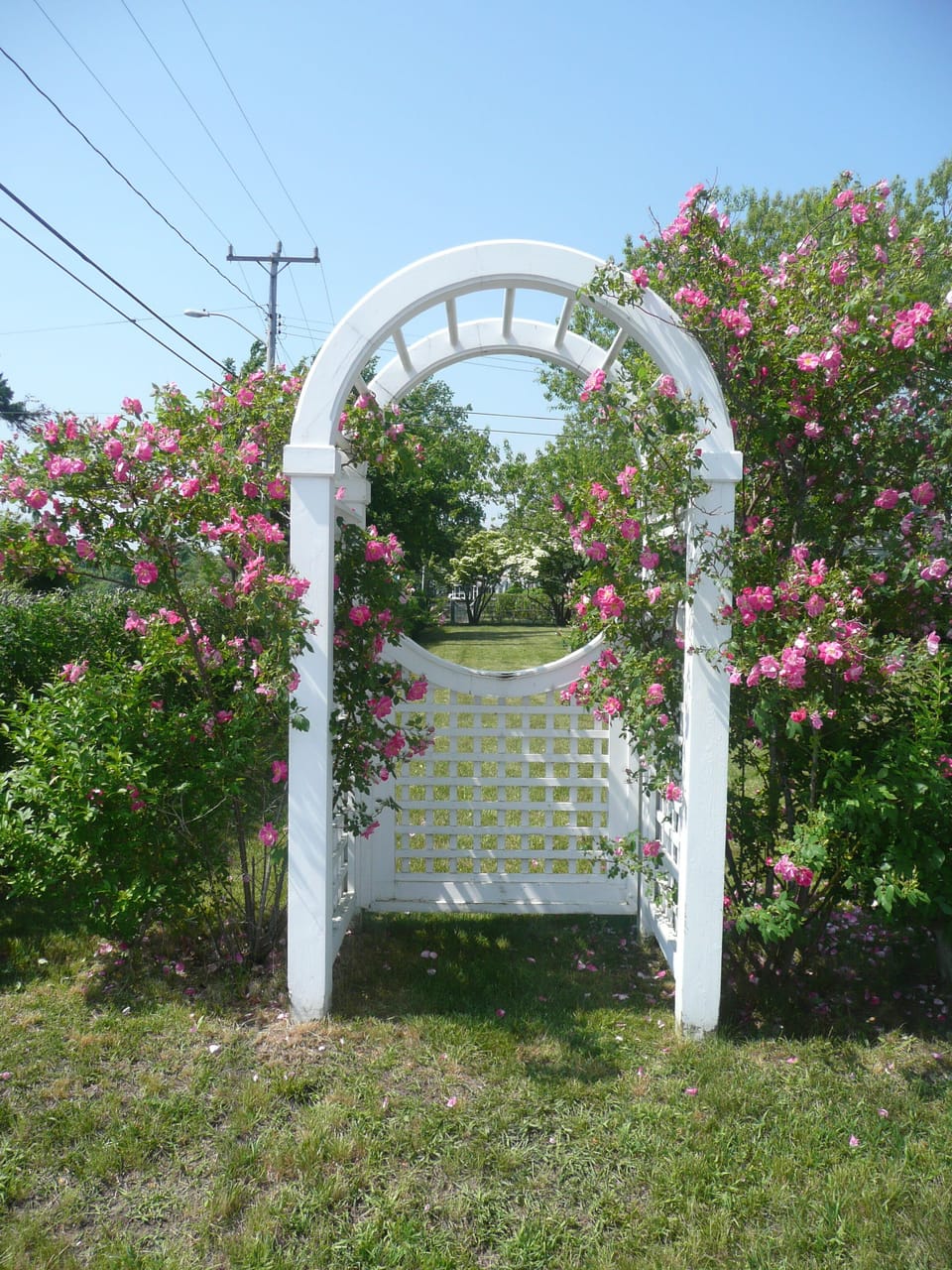Summer Arbor with Roses