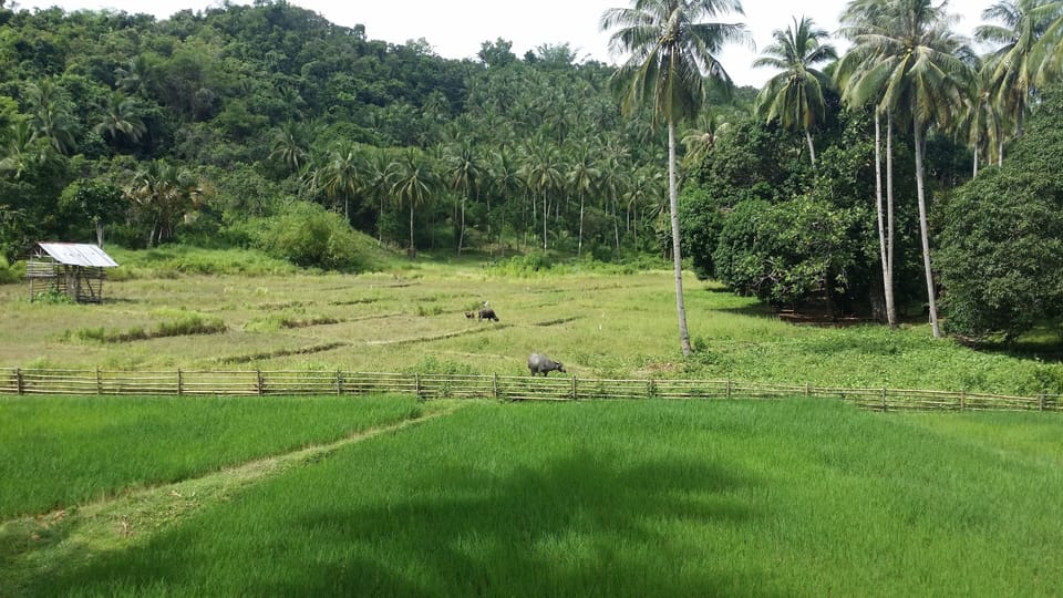 Neighboring ricefields - Rizires voisines