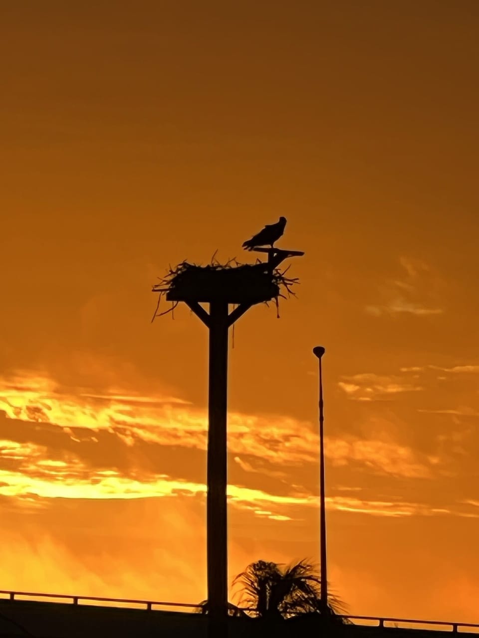 Osprey nest you can see from the yard. They are so beautiful.