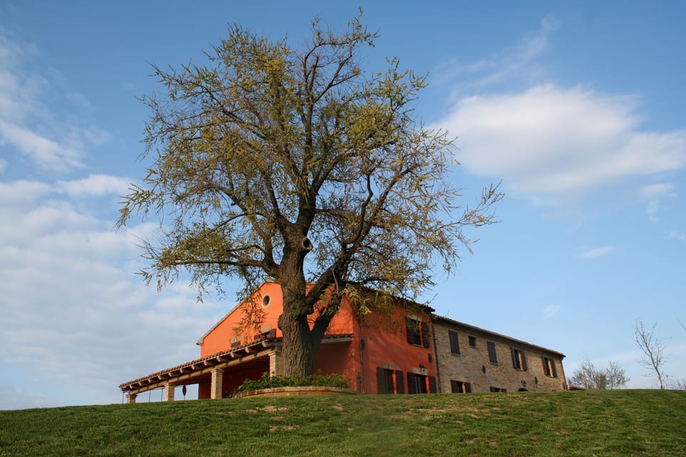 The elm guarding the house...