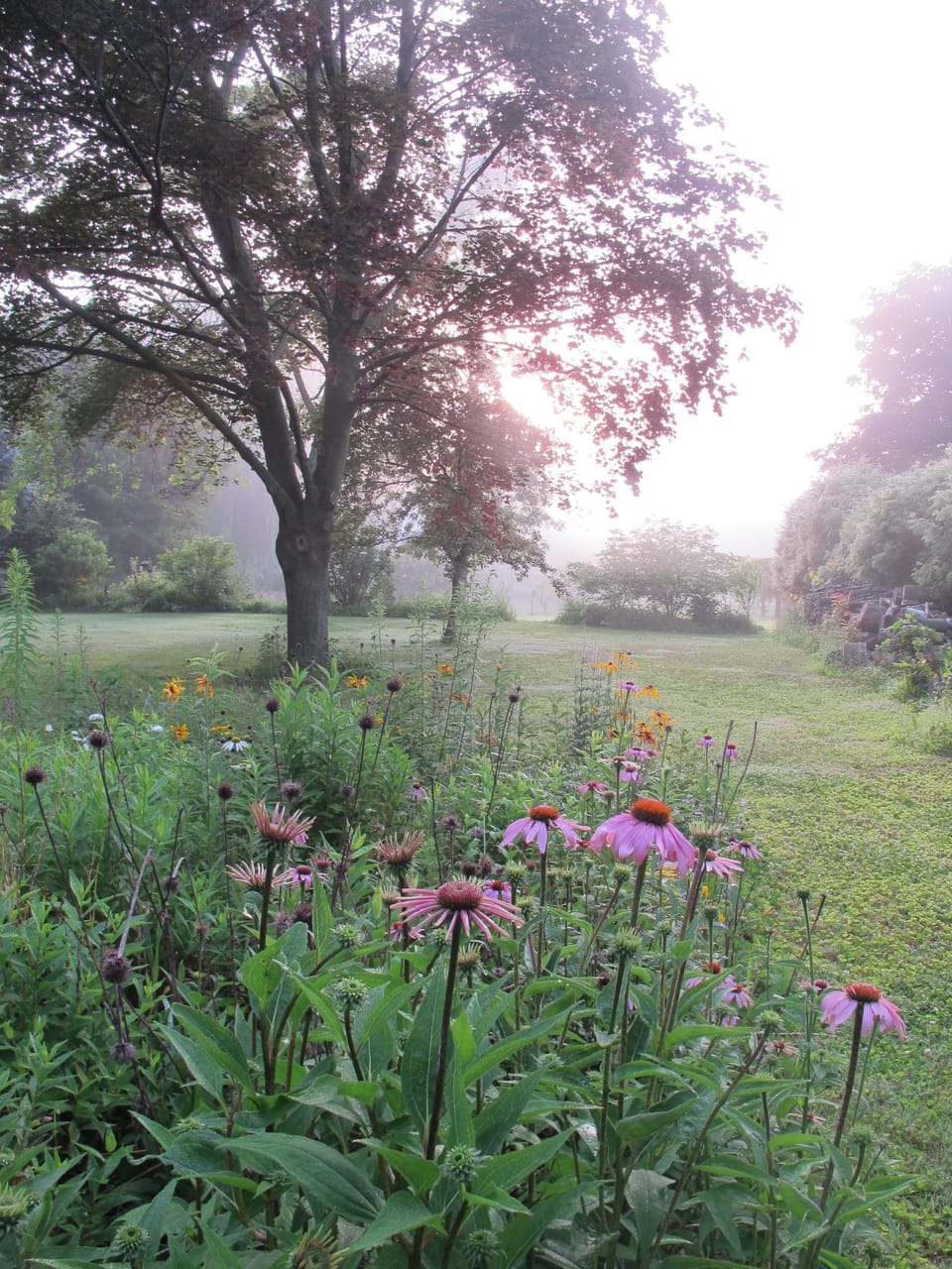 Early morning mist beyond the coneflowers.