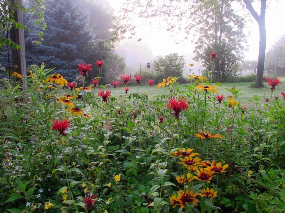 Morning colour in the back garden.