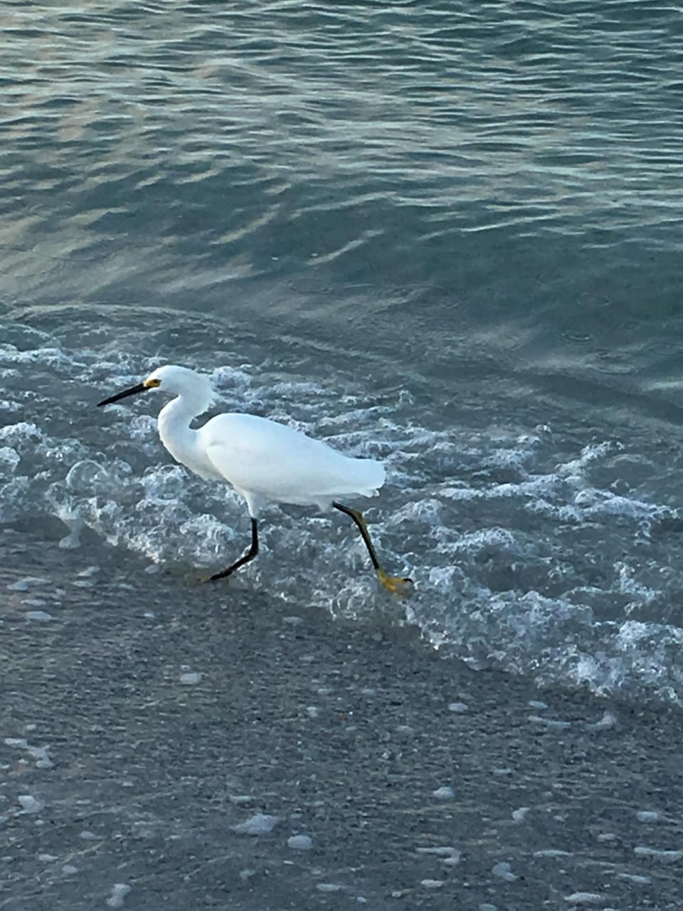 frequent guest on the beach