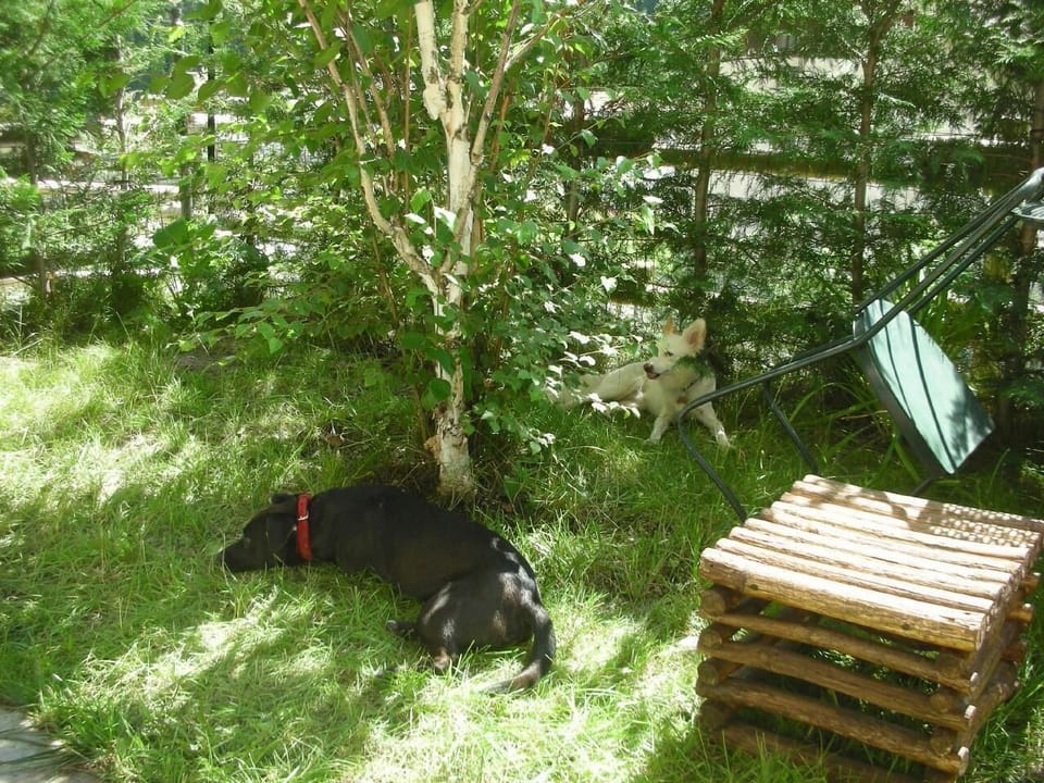 Garden. Pets' corner