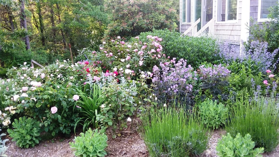 Rear Gardens