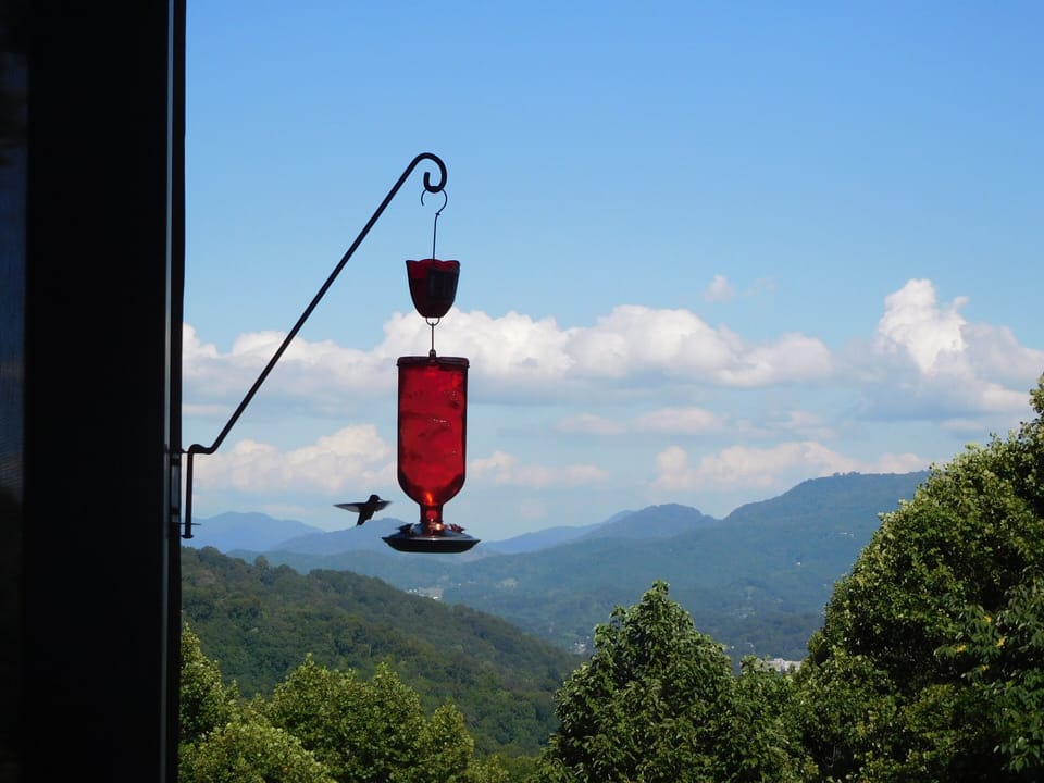 Wonderful bird friends, who entertain us  love to visit our feeders 