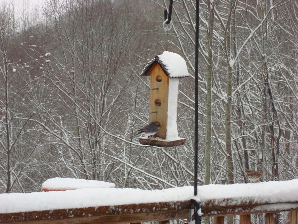 birds are great neighbors