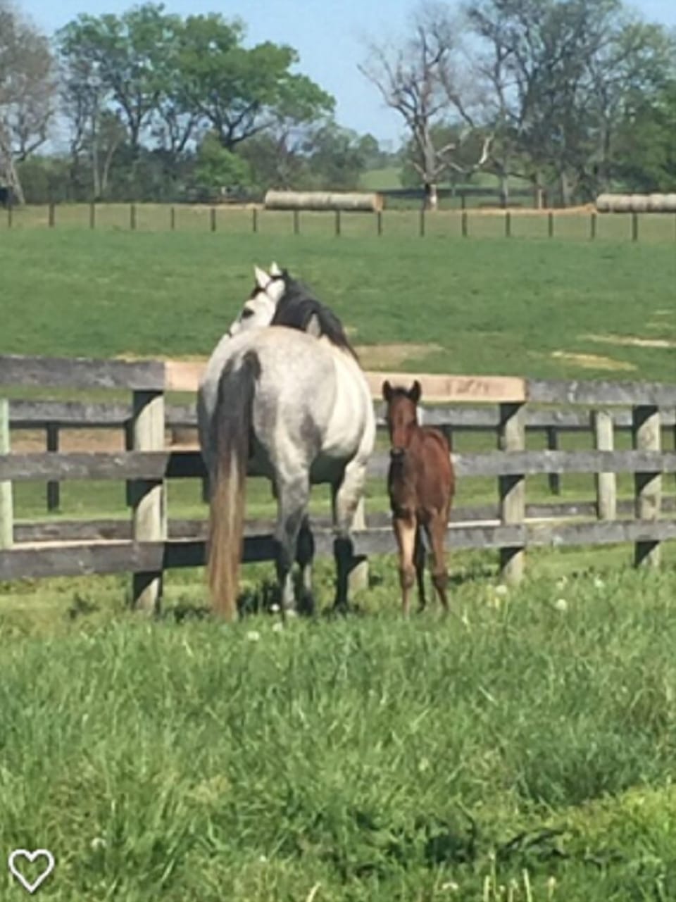 Future race horses raised on farm.