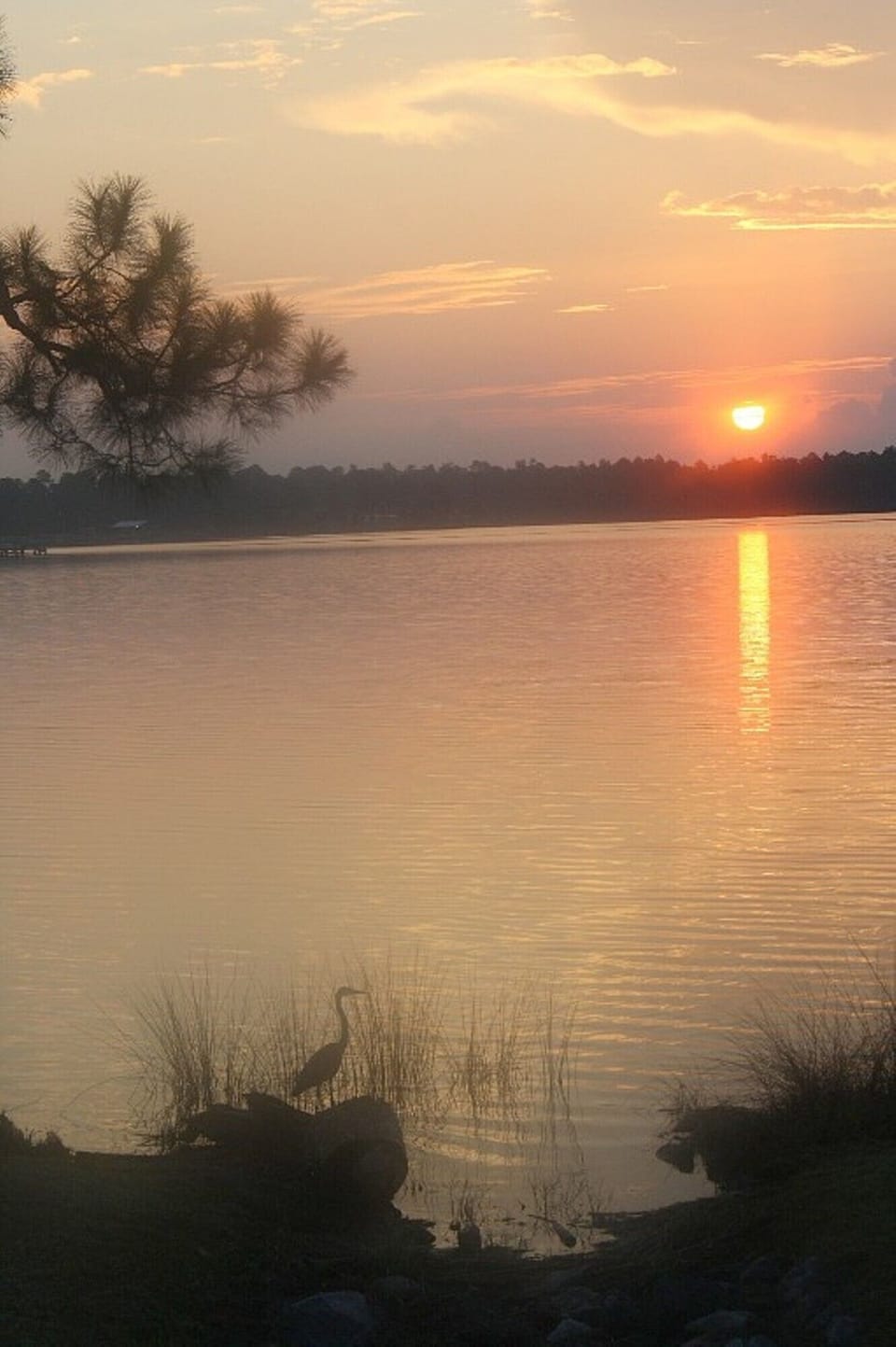 Wild life at Wolf Bay 
