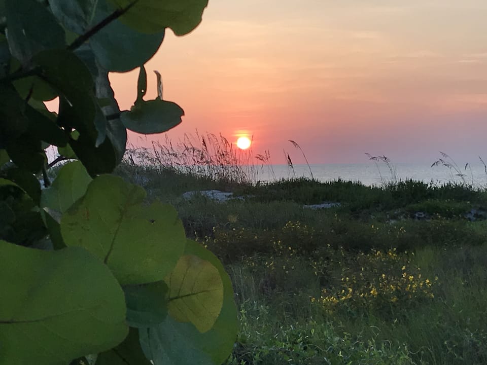 Sea Grape Sunrise