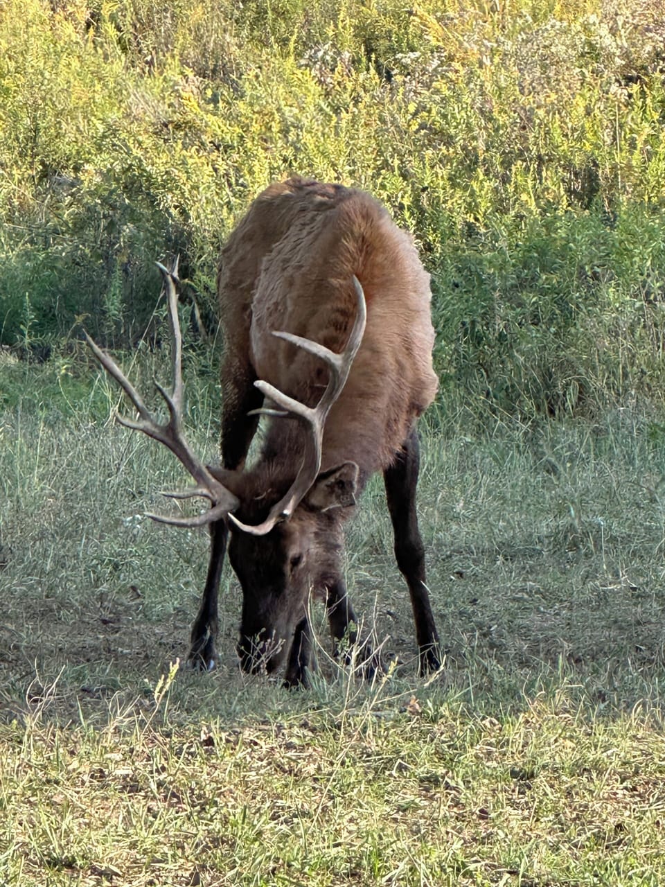 Elk and Bison Prairie LBL