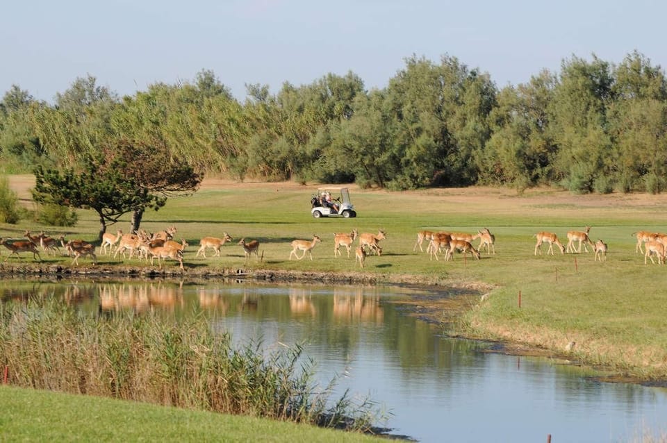 Golf