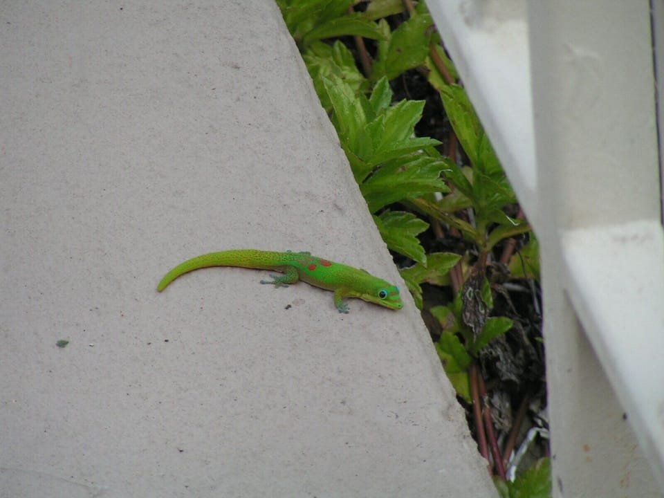 Our other little friend